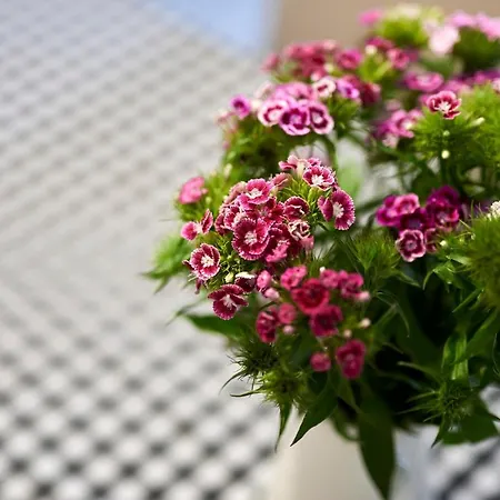 Miro - Center Of * Trogir